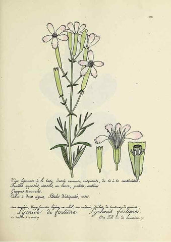 Reproducción/Reproduction 49500849688: Flore universelle. Saint-Denis :Au Bureau et chez Meilhac :[1848]-[1849]. 