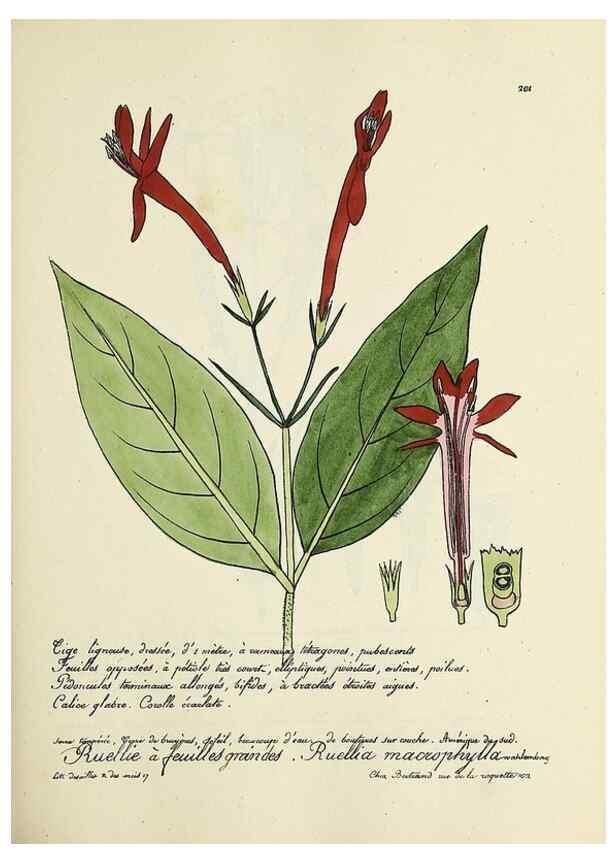 Reproducción/Reproduction 49501577432: Flore universelle. Saint-Denis :Au Bureau et chez Meilhac :[1848]-[1849]. 
