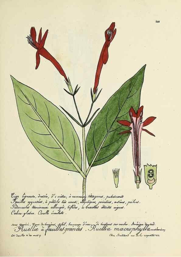 Reproducción/Reproduction 49501577432: Flore universelle. Saint-Denis :Au Bureau et chez Meilhac :[1848]-[1849]. 