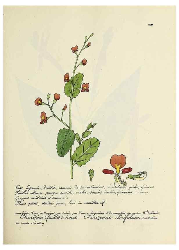 Reproducción/Reproduction 49500848933: Flore universelle. Saint-Denis :Au Bureau et chez Meilhac :[1848]-[1849]. 