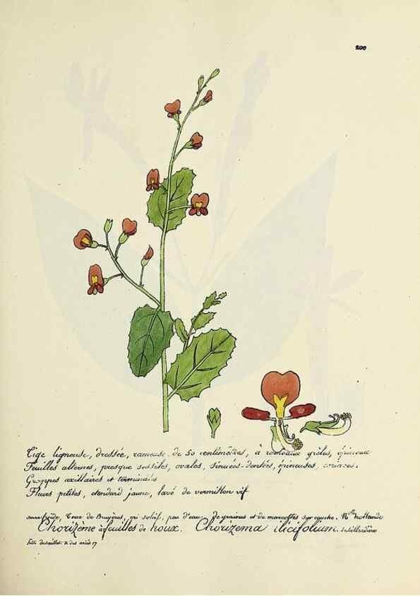 Reproducción/Reproduction 49500848933: Flore universelle. Saint-Denis :Au Bureau et chez Meilhac :[1848]-[1849]. 
