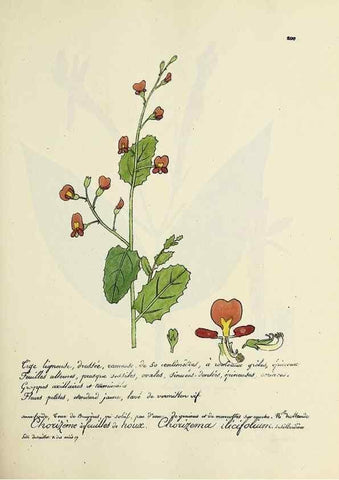 Reproducción/Reproduction 49500848933: Flore universelle. Saint-Denis :Au Bureau et chez Meilhac :[1848]-[1849]. 