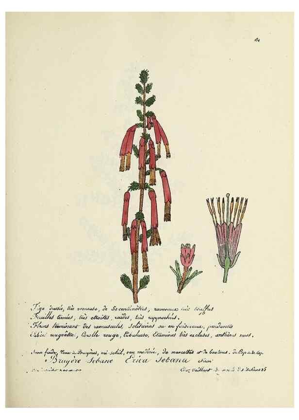 Reproducción/Reproduction 49501571687: Flore universelle. Saint-Denis :Au Bureau et chez Meilhac :[1848]-[1849]. 