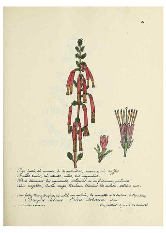 Reproducción/Reproduction 49501571687: Flore universelle. Saint-Denis :Au Bureau et chez Meilhac :[1848]-[1849]. 