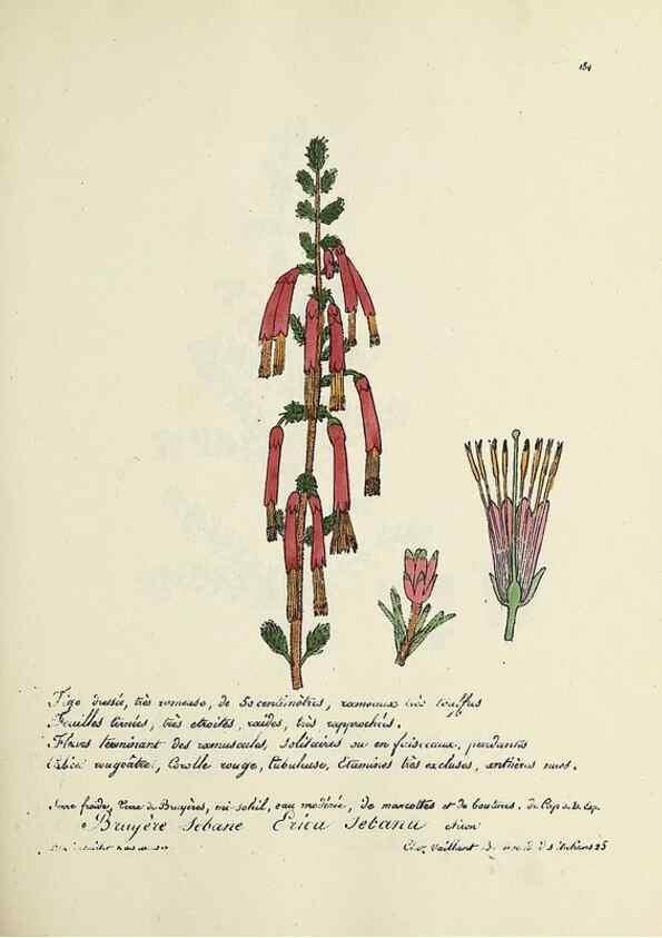 Reproducción/Reproduction 49501571687: Flore universelle. Saint-Denis :Au Bureau et chez Meilhac :[1848]-[1849]. 