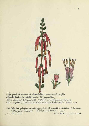 Reproducción/Reproduction 49501571687: Flore universelle. Saint-Denis :Au Bureau et chez Meilhac :[1848]-[1849]. 