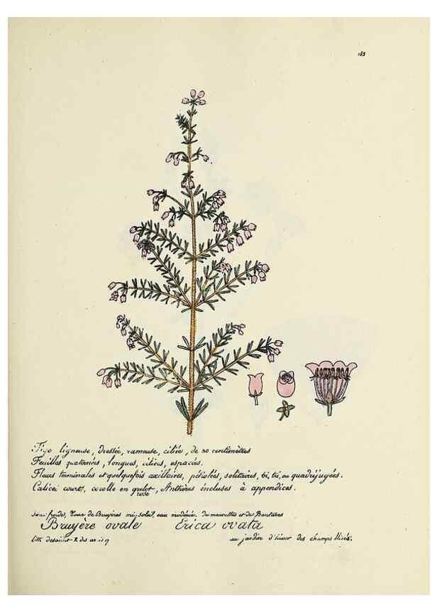 Reproducción/Reproduction 49501348166: Flore universelle. Saint-Denis :Au Bureau et chez Meilhac :[1848]-[1849]. 