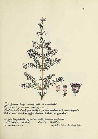 Reproducción/Reproduction 49501348166: Flore universelle. Saint-Denis :Au Bureau et chez Meilhac :[1848]-[1849]. 