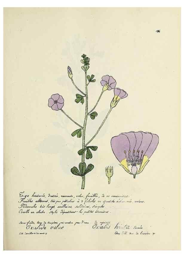 Reproducción/Reproduction 49501348521: Flore universelle. Saint-Denis :Au Bureau et chez Meilhac :[1848]-[1849]. 