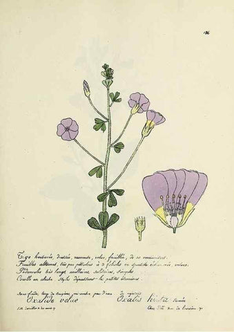 Reproducción/Reproduction 49501348521: Flore universelle. Saint-Denis :Au Bureau et chez Meilhac :[1848]-[1849]. 