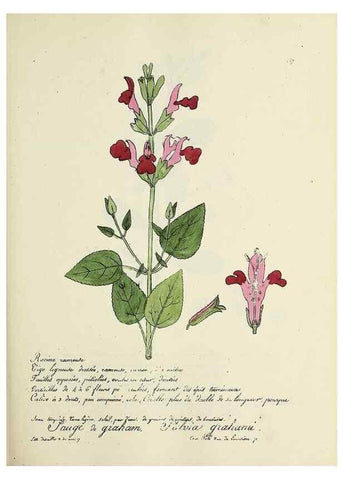 Reproducción/Reproduction 49500844463: Flore universelle. Saint-Denis :Au Bureau et chez Meilhac :[1848]-[1849]. 