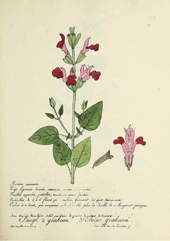 Reproducción/Reproduction 49500844463: Flore universelle. Saint-Denis :Au Bureau et chez Meilhac :[1848]-[1849]. 