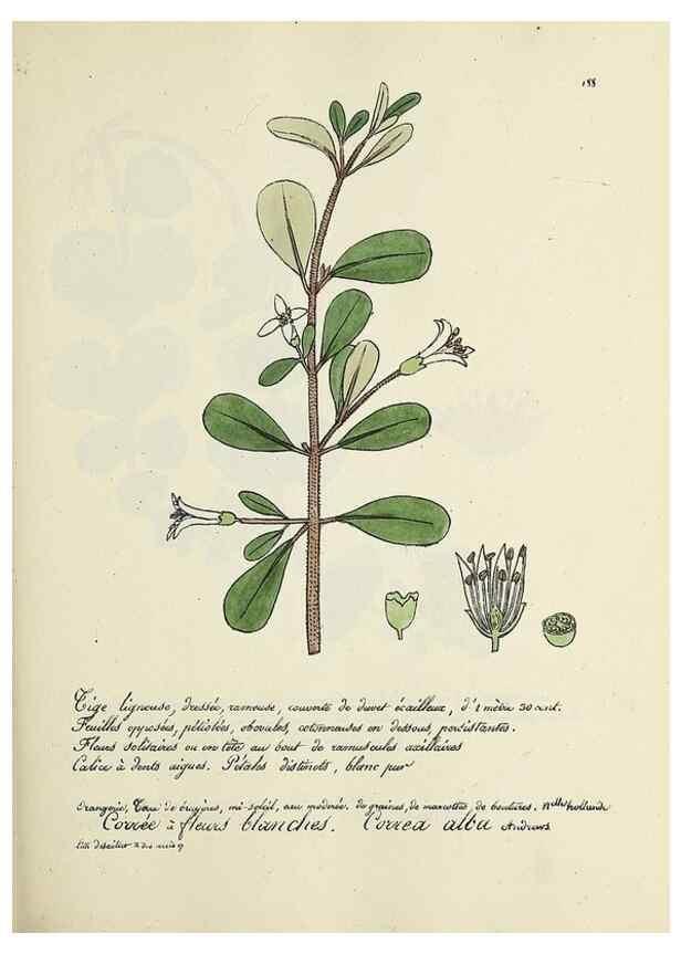 Reproducción/Reproduction 49500844773: Flore universelle. Saint-Denis :Au Bureau et chez Meilhac :[1848]-[1849]. 