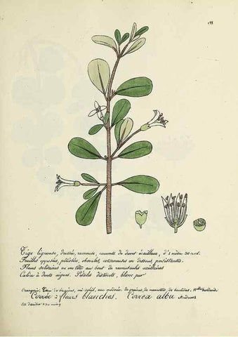 Reproducción/Reproduction 49500844773: Flore universelle. Saint-Denis :Au Bureau et chez Meilhac :[1848]-[1849]. 
