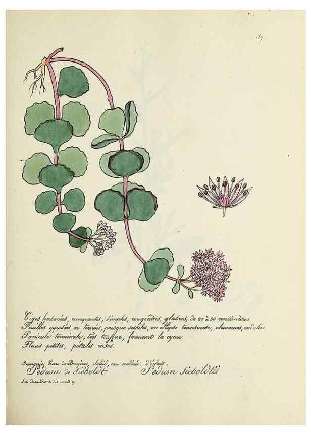 Reproducción/Reproduction 49501349386: Flore universelle. Saint-Denis :Au Bureau et chez Meilhac :[1848]-[1849]. 
