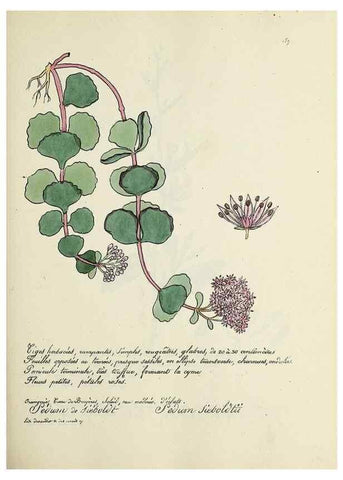Reproducción/Reproduction 49501349386: Flore universelle. Saint-Denis :Au Bureau et chez Meilhac :[1848]-[1849]. 
