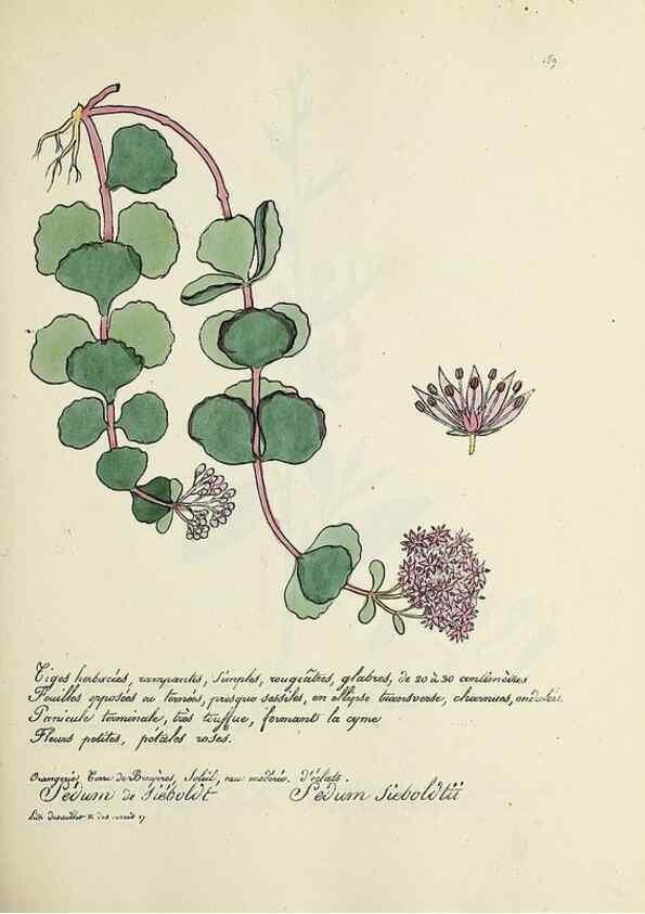 Reproducción/Reproduction 49501349386: Flore universelle. Saint-Denis :Au Bureau et chez Meilhac :[1848]-[1849]. 