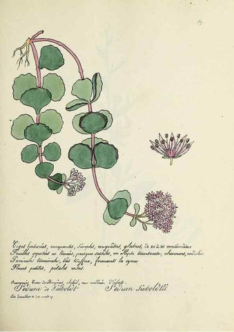 Reproducción/Reproduction 49501349386: Flore universelle. Saint-Denis :Au Bureau et chez Meilhac :[1848]-[1849]. 