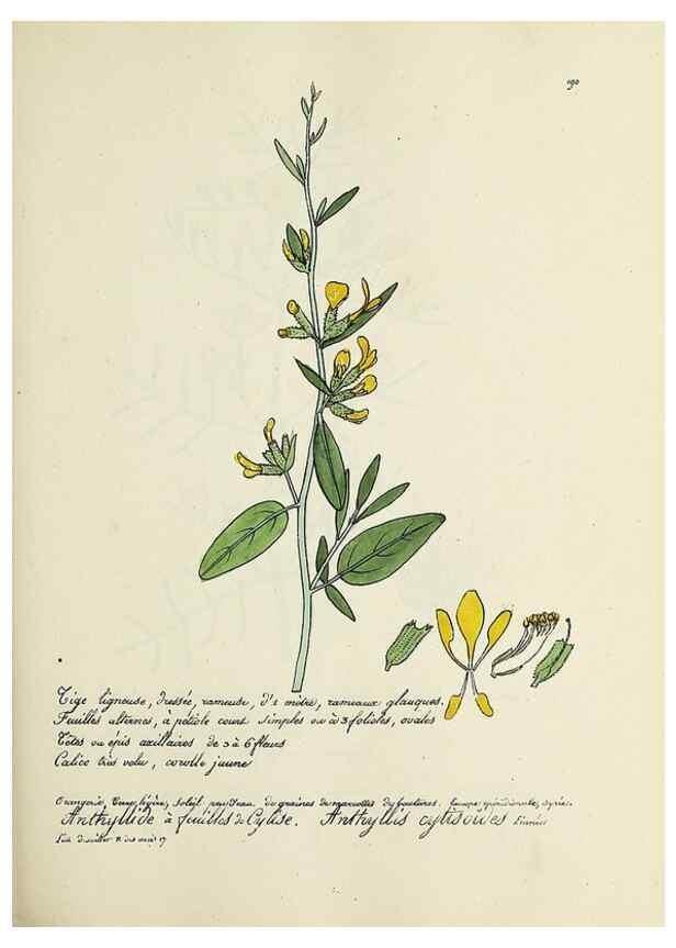 Reproducción/Reproduction 49501573407: Flore universelle. Saint-Denis :Au Bureau et chez Meilhac :[1848]-[1849]. 