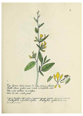 Reproducción/Reproduction 49501573407: Flore universelle. Saint-Denis :Au Bureau et chez Meilhac :[1848]-[1849]. 