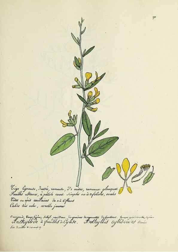 Reproducción/Reproduction 49501573407: Flore universelle. Saint-Denis :Au Bureau et chez Meilhac :[1848]-[1849]. 