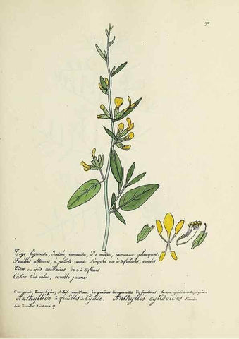 Reproducción/Reproduction 49501573407: Flore universelle. Saint-Denis :Au Bureau et chez Meilhac :[1848]-[1849]. 