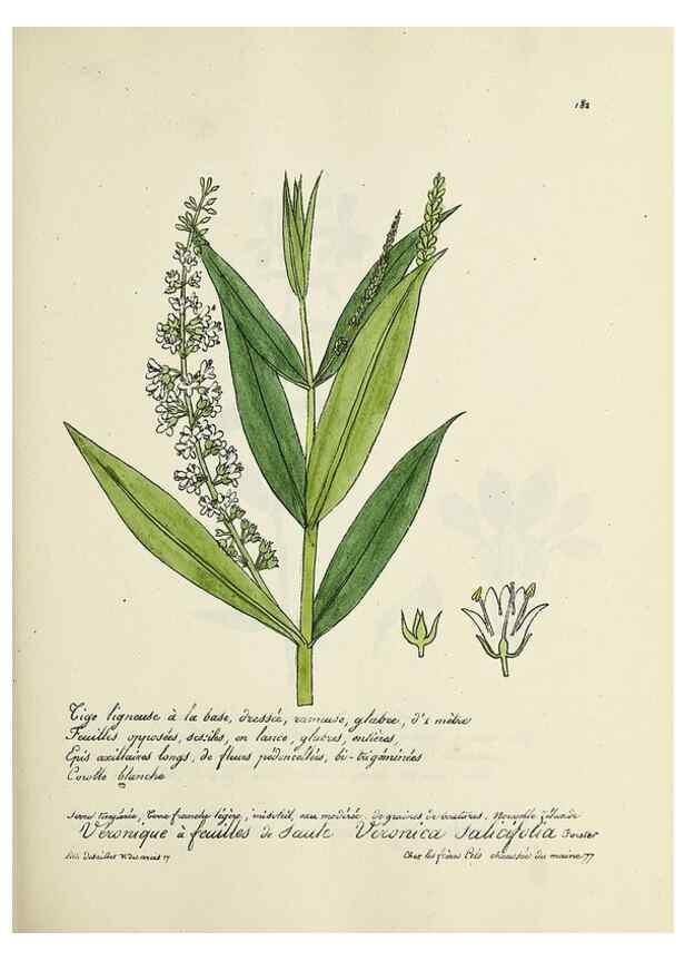 Reproducción/Reproduction 49501347386: Flore universelle. Saint-Denis :Au Bureau et chez Meilhac :[1848]-[1849]. 