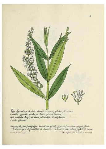Reproducción/Reproduction 49501347386: Flore universelle. Saint-Denis :Au Bureau et chez Meilhac :[1848]-[1849]. 