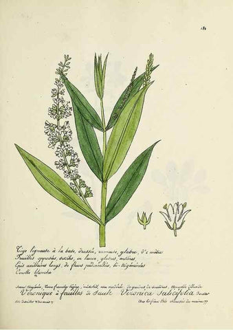 Reproducción/Reproduction 49501347386: Flore universelle. Saint-Denis :Au Bureau et chez Meilhac :[1848]-[1849]. 