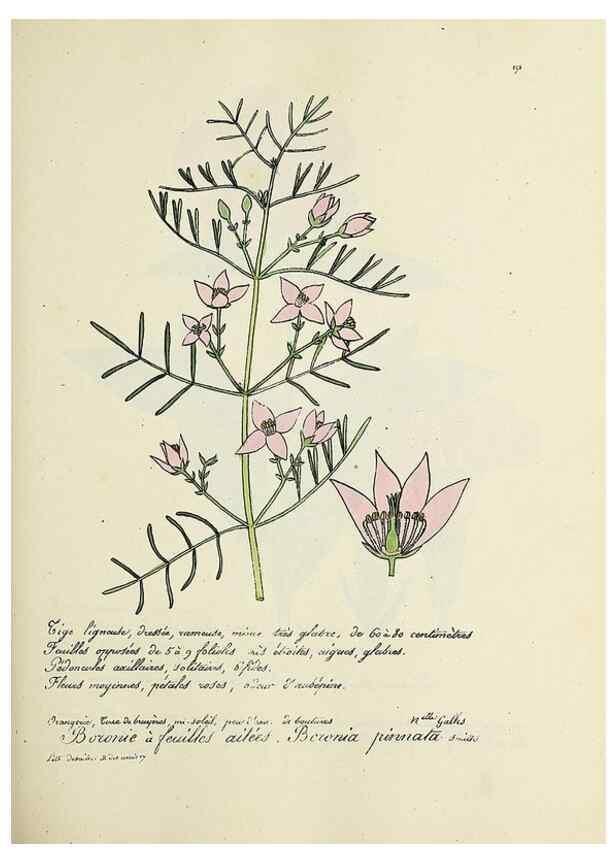 Reproducción/Reproduction 49500845483: Flore universelle. Saint-Denis :Au Bureau et chez Meilhac :[1848]-[1849]. 