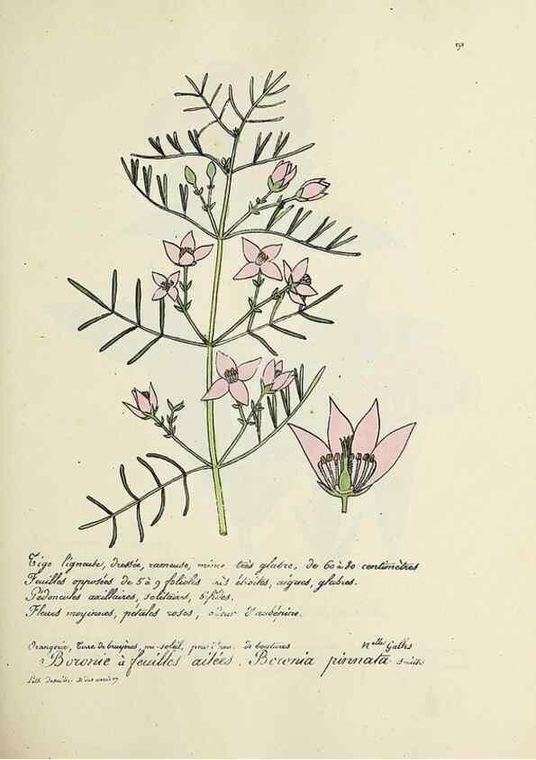 Reproducción/Reproduction 49500845483: Flore universelle. Saint-Denis :Au Bureau et chez Meilhac :[1848]-[1849]. 
