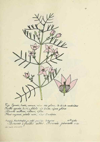 Reproducción/Reproduction 49500845483: Flore universelle. Saint-Denis :Au Bureau et chez Meilhac :[1848]-[1849]. 