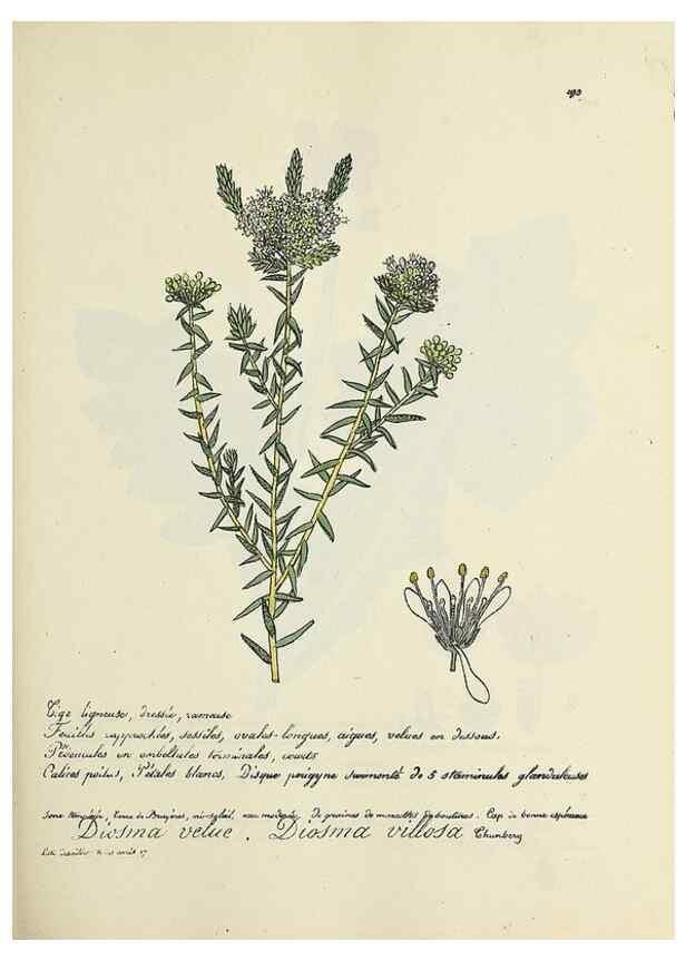 Reproducción/Reproduction 49501350281: Flore universelle. Saint-Denis :Au Bureau et chez Meilhac :[1848]-[1849]. 