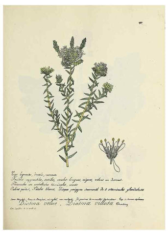 Reproducción/Reproduction 49501350281: Flore universelle. Saint-Denis :Au Bureau et chez Meilhac :[1848]-[1849]. 