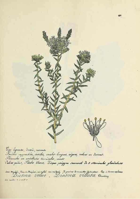 Reproducción/Reproduction 49501350281: Flore universelle. Saint-Denis :Au Bureau et chez Meilhac :[1848]-[1849]. 