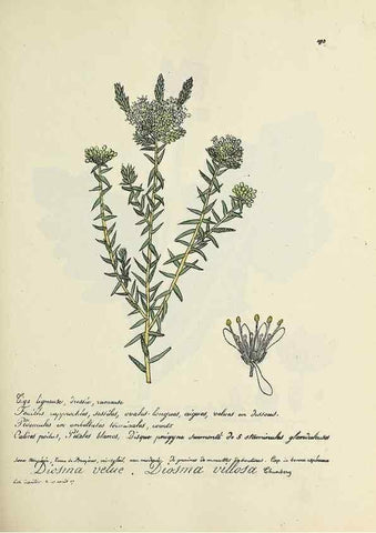 Reproducción/Reproduction 49501350281: Flore universelle. Saint-Denis :Au Bureau et chez Meilhac :[1848]-[1849]. 