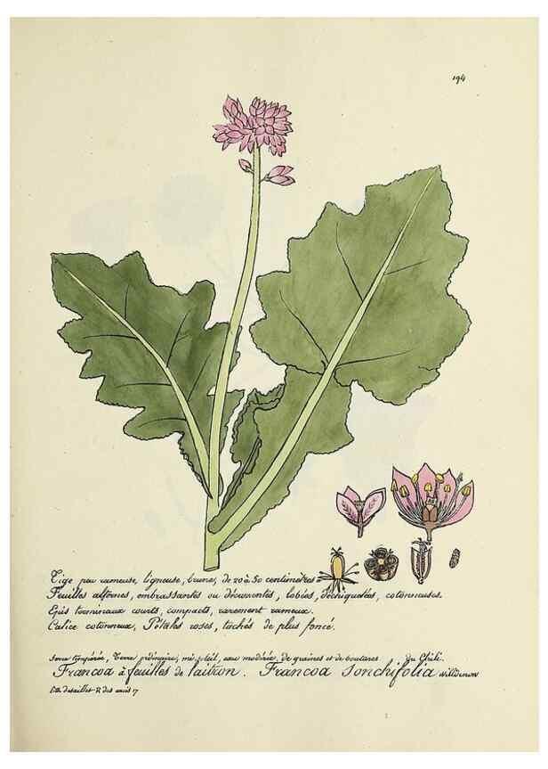 Reproducción/Reproduction 49501574607: Flore universelle. Saint-Denis :Au Bureau et chez Meilhac :[1848]-[1849]. 