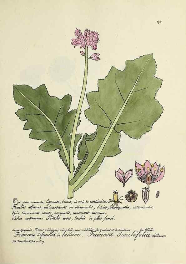 Reproducción/Reproduction 49501574607: Flore universelle. Saint-Denis :Au Bureau et chez Meilhac :[1848]-[1849]. 