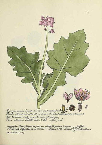 Reproducción/Reproduction 49501574607: Flore universelle. Saint-Denis :Au Bureau et chez Meilhac :[1848]-[1849]. 