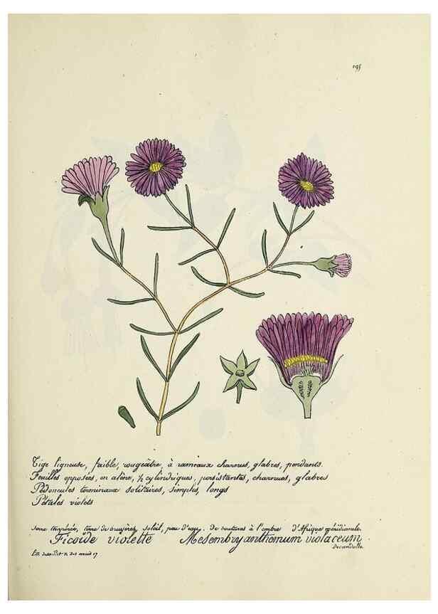 Reproducción/Reproduction 49501575287: Flore universelle. Saint-Denis :Au Bureau et chez Meilhac :[1848]-[1849]. 