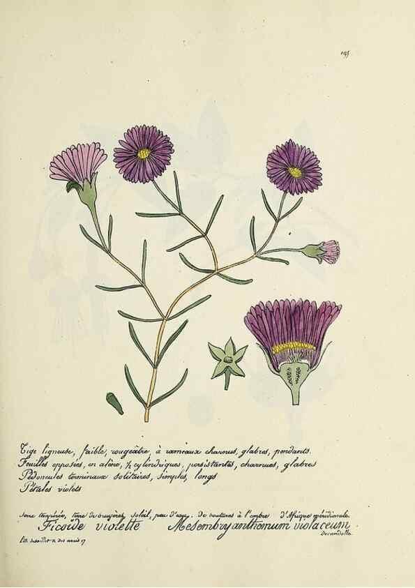Reproducción/Reproduction 49501575287: Flore universelle. Saint-Denis :Au Bureau et chez Meilhac :[1848]-[1849]. 
