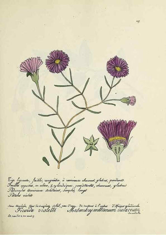 Reproducción/Reproduction 49501575287: Flore universelle. Saint-Denis :Au Bureau et chez Meilhac :[1848]-[1849]. 