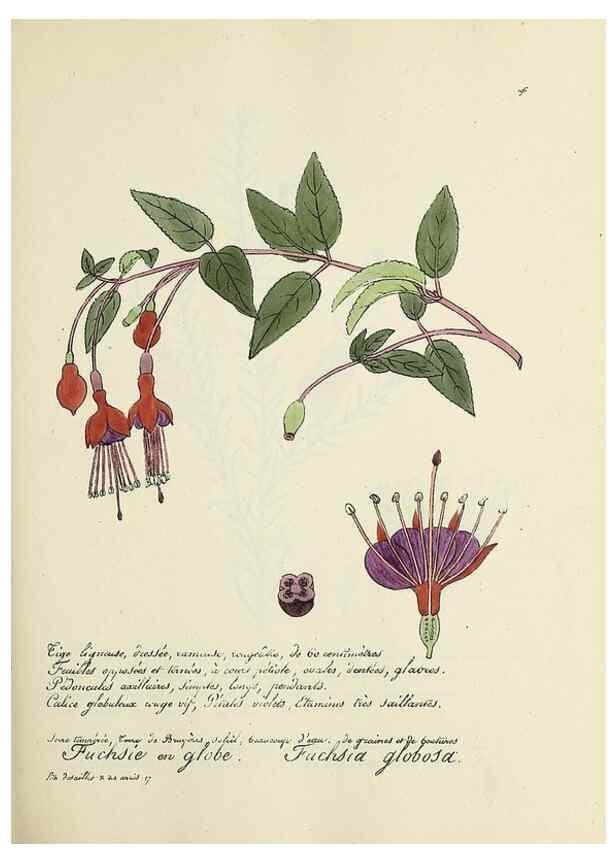 Reproducción/Reproduction 49501351701: Flore universelle. Saint-Denis :Au Bureau et chez Meilhac :[1848]-[1849]. 