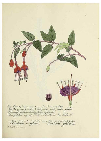Reproducción/Reproduction 49501351701: Flore universelle. Saint-Denis :Au Bureau et chez Meilhac :[1848]-[1849]. 