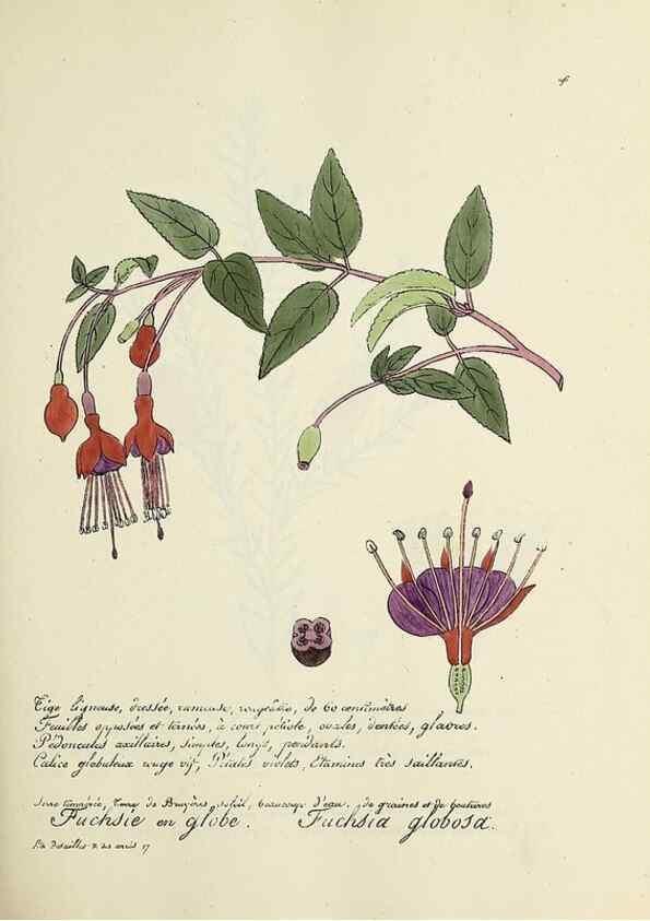 Reproducción/Reproduction 49501351701: Flore universelle. Saint-Denis :Au Bureau et chez Meilhac :[1848]-[1849]. 