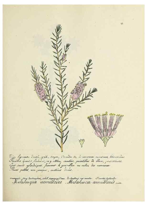 Reproducción/Reproduction 49501575897: Flore universelle. Saint-Denis :Au Bureau et chez Meilhac :[1848]-[1849]. 