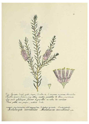 Reproducción/Reproduction 49501575897: Flore universelle. Saint-Denis :Au Bureau et chez Meilhac :[1848]-[1849]. 