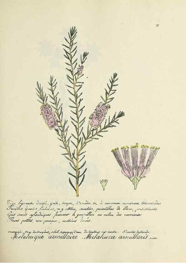Reproducción/Reproduction 49501575897: Flore universelle. Saint-Denis :Au Bureau et chez Meilhac :[1848]-[1849]. 