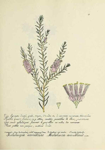 Reproducción/Reproduction 49501575897: Flore universelle. Saint-Denis :Au Bureau et chez Meilhac :[1848]-[1849]. 