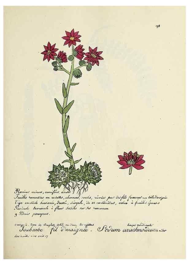 Reproducción/Reproduction 49501352221: Flore universelle. Saint-Denis :Au Bureau et chez Meilhac :[1848]-[1849]. 